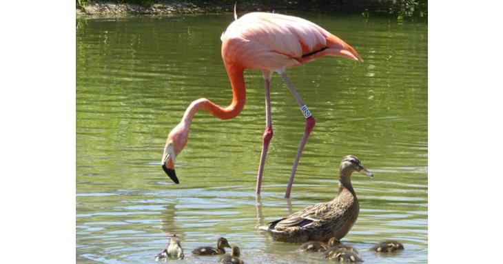 Slimbridge Wetlands Centre is a wonderful day out for the whole family